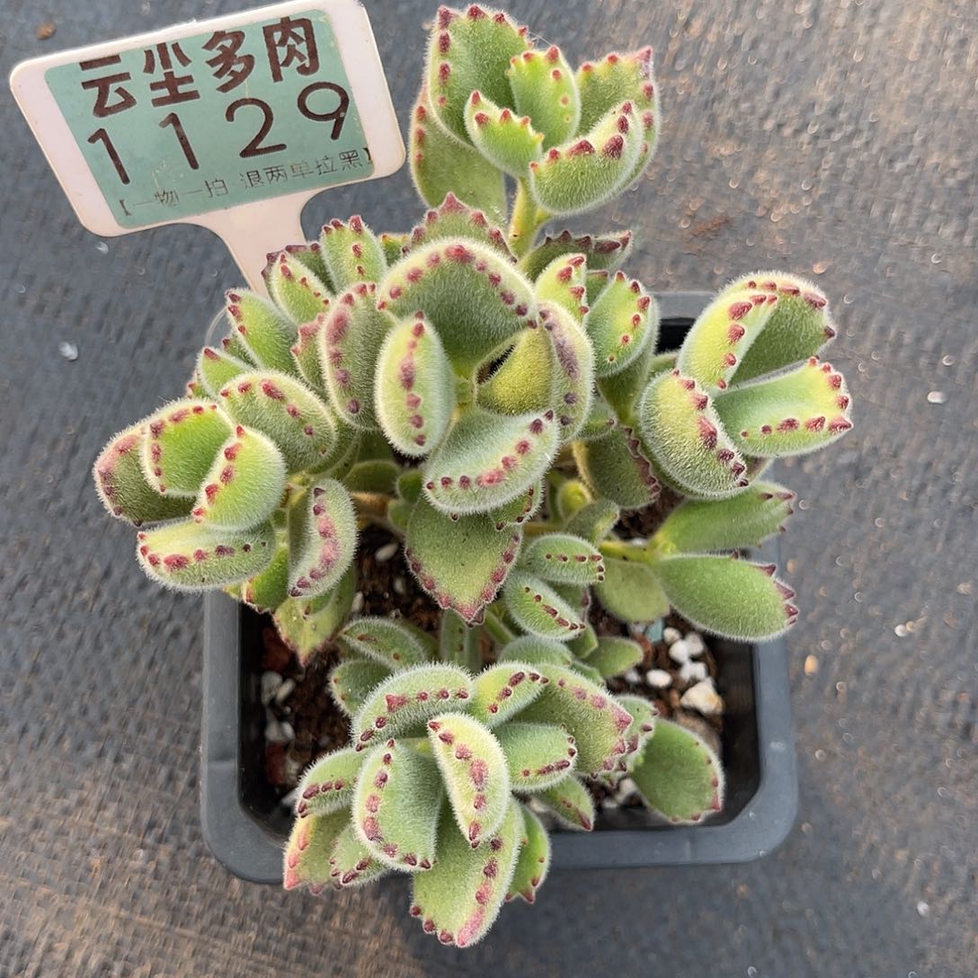 云尘多肉一物一拍 1129,