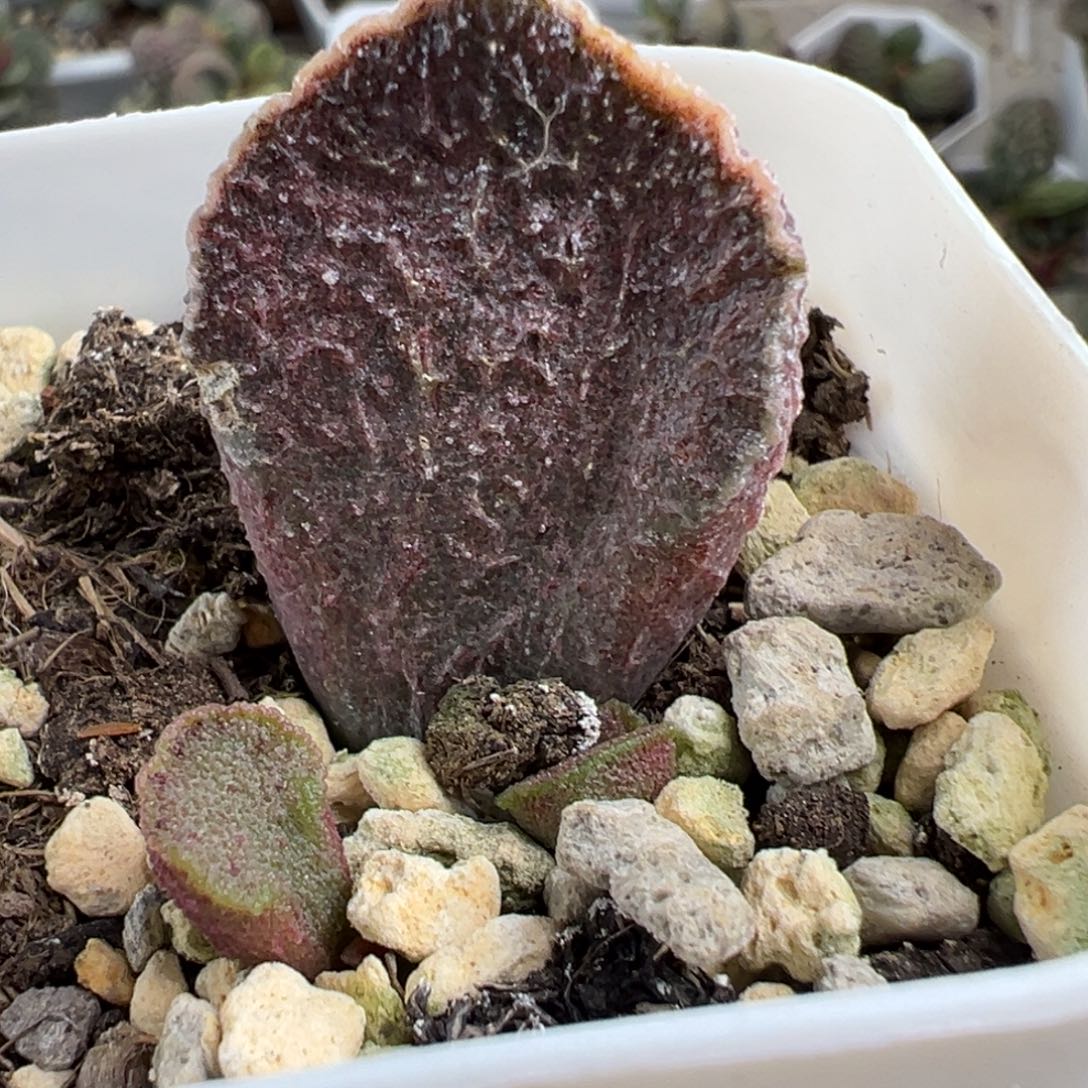 火凤凰大苗多肉植物水泡