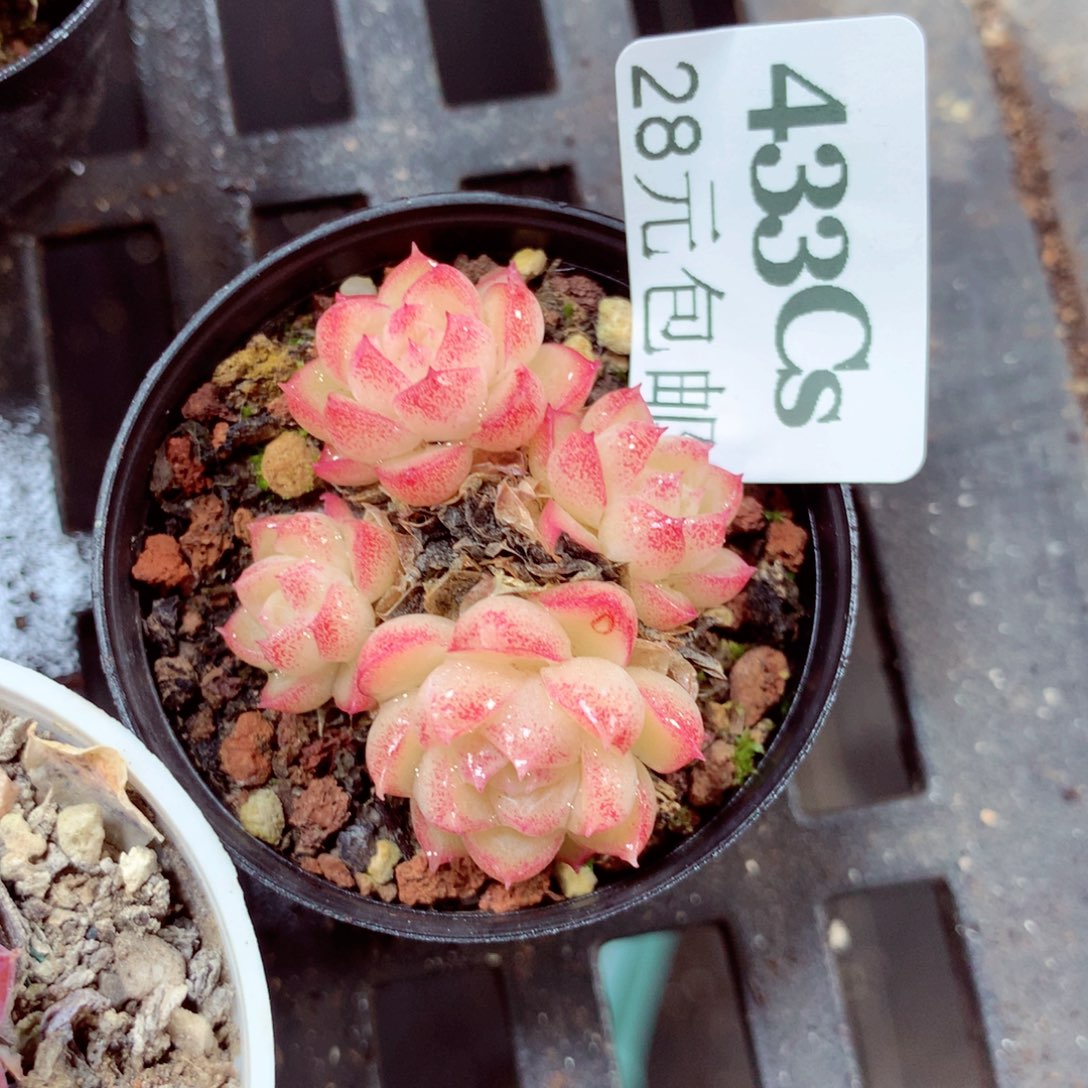 5厘米盆精控多肉433