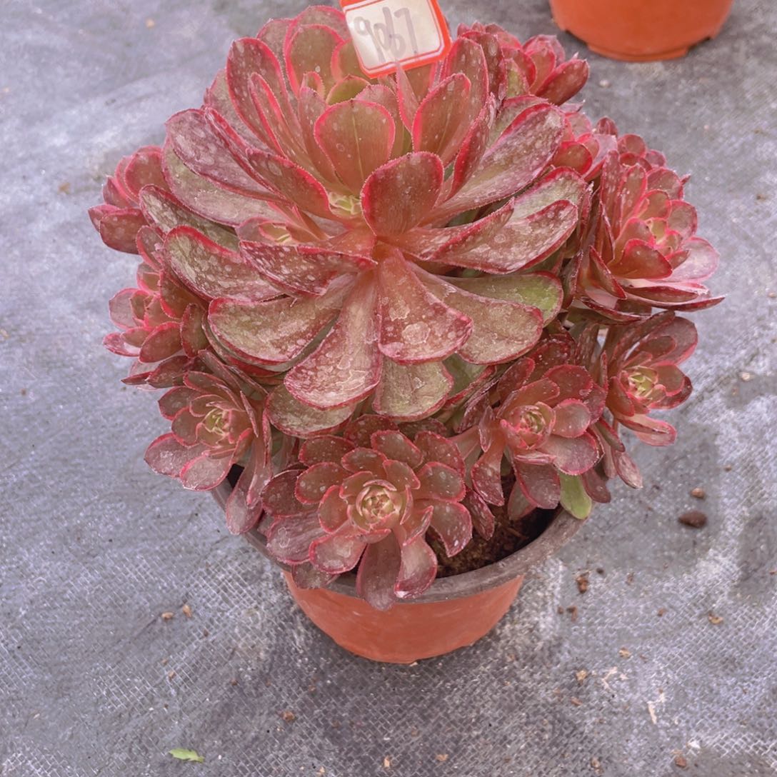 粉花妖手捧原盆土9067