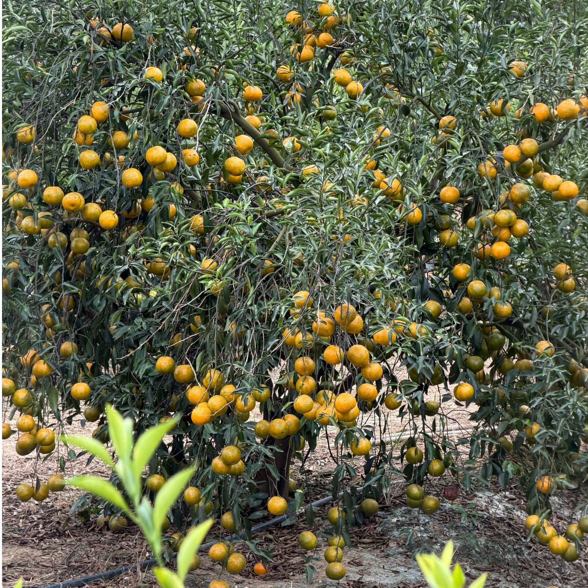 代存3年【2025年东甲冬后皮】圈枝/必囤！！