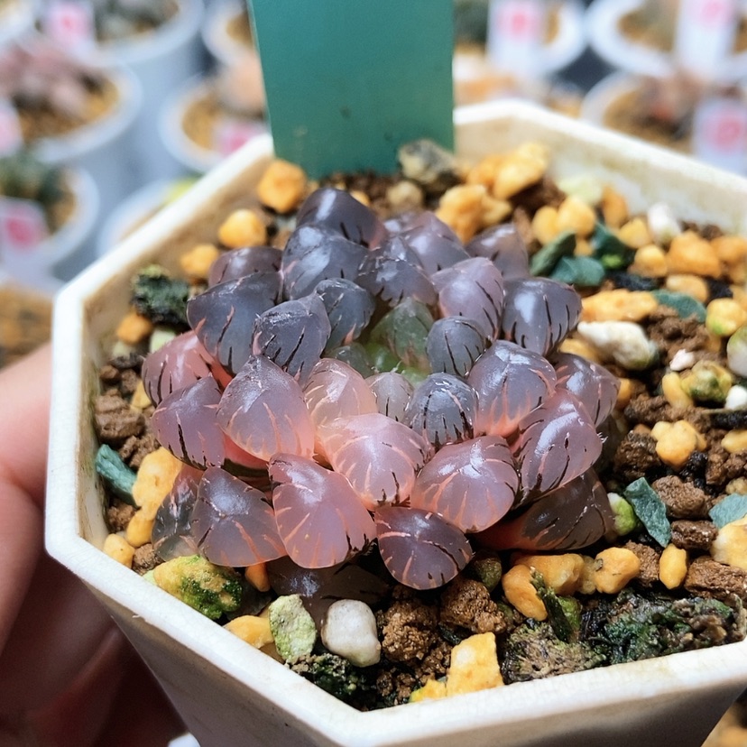 【闪购商品】冰灯锦69