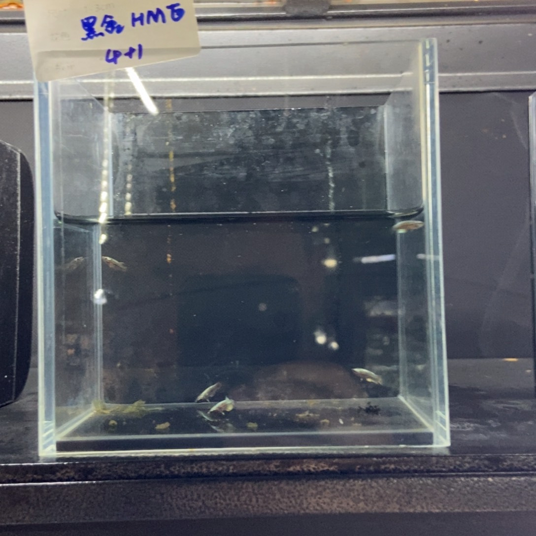 斗鱼包活不包损所见即所得595