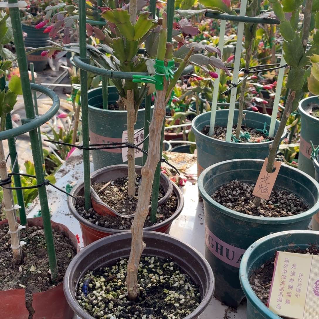 道***光无花朵道哥叶仙嫁接an052