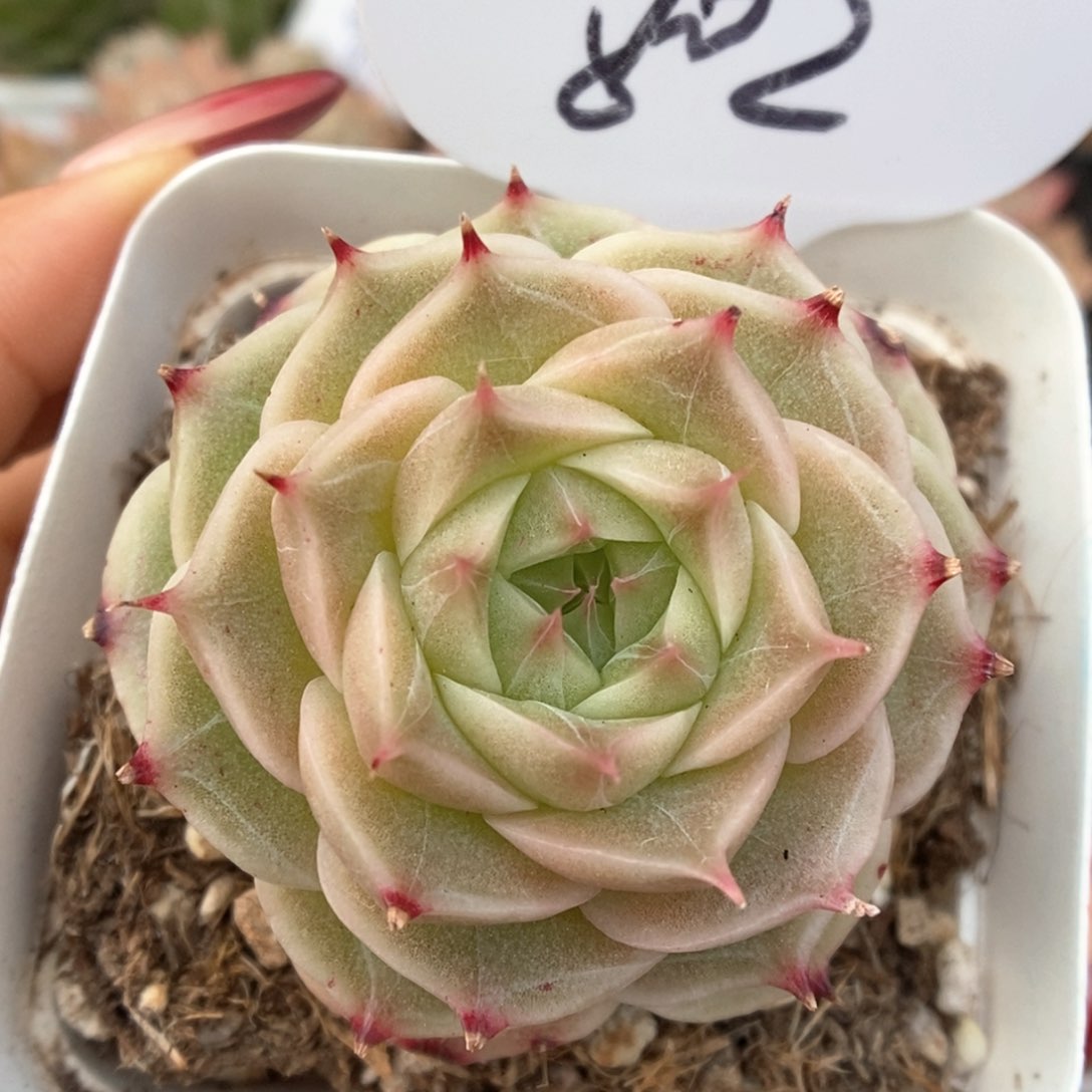 白底麦秆可拍802号。    