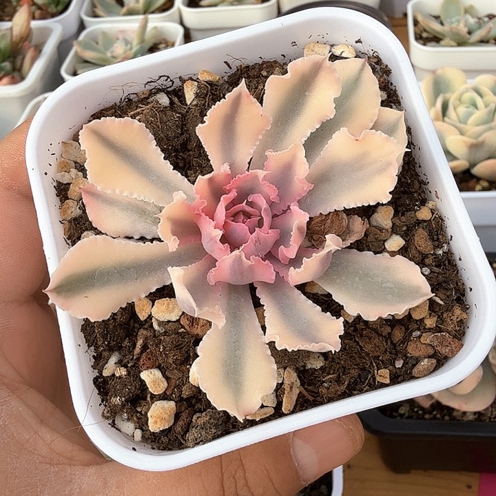  晚霞之舞锦多肉锦多肉