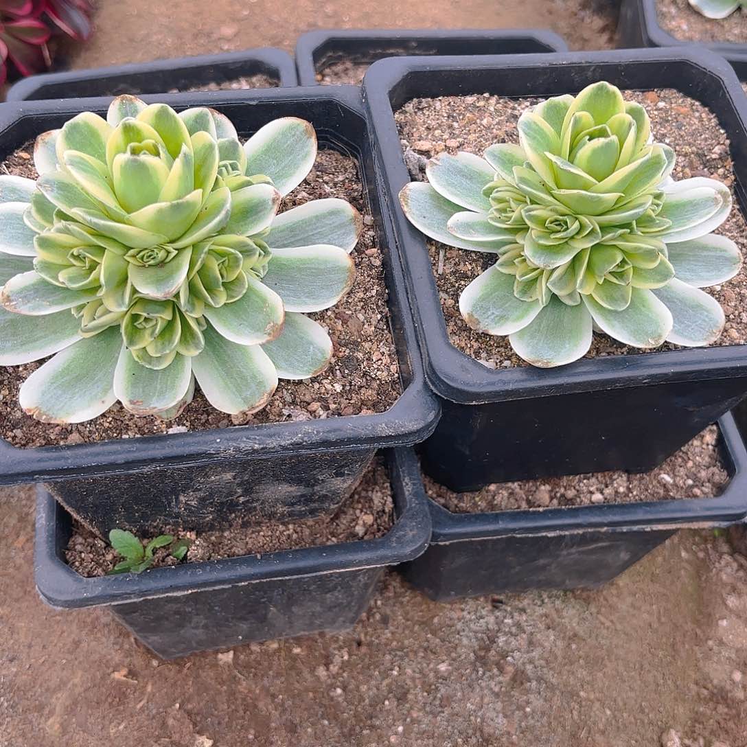 春晓手捧多肉植物两颗