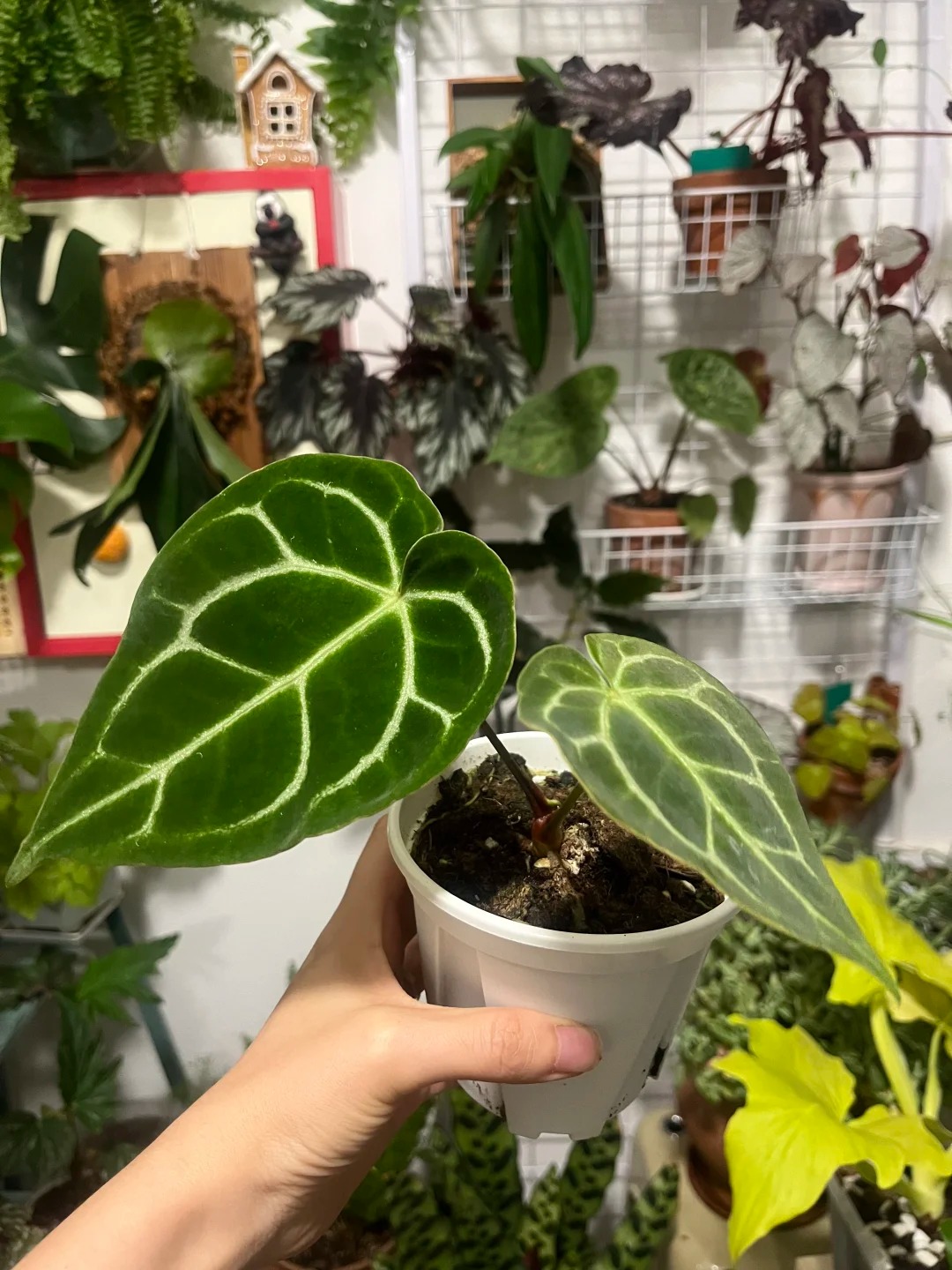 南美原种水晶花烛天南星科室内热植高级ins风观叶盆栽