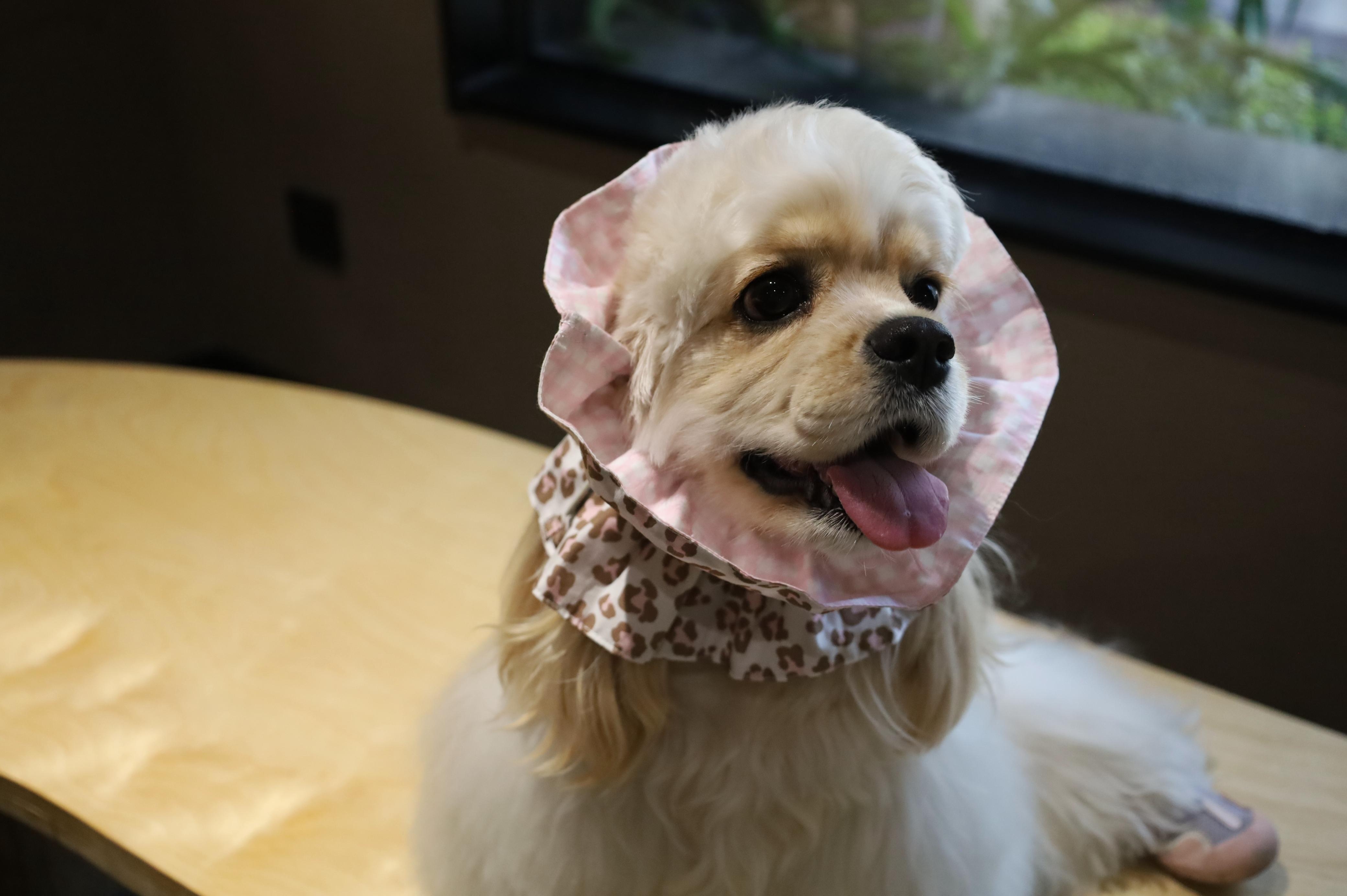 爪吉 PawGel 甜心豹纹可卡查理王耳花耳套发带耳朵防脏通风透气