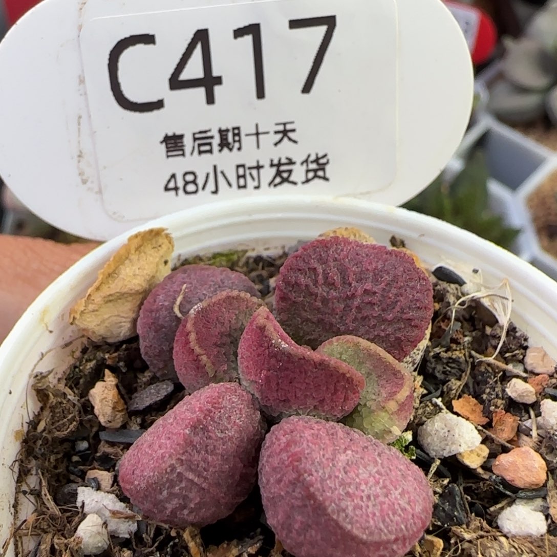 多多肉水泡。    417。 