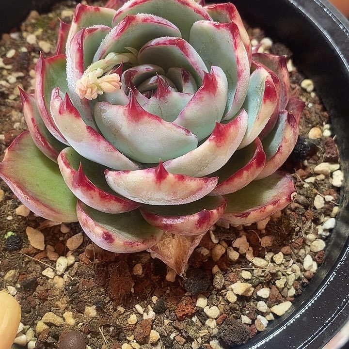 远**洋春节福利惊鸿仙子1747