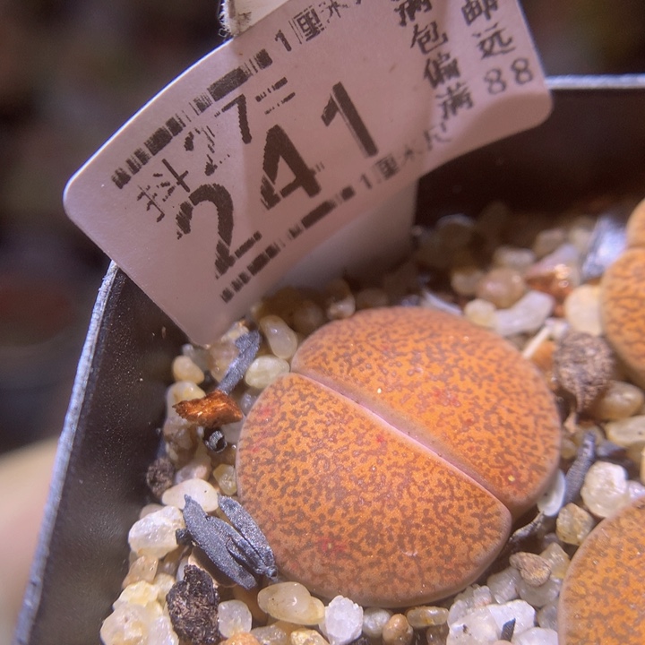 精品生石花27.241