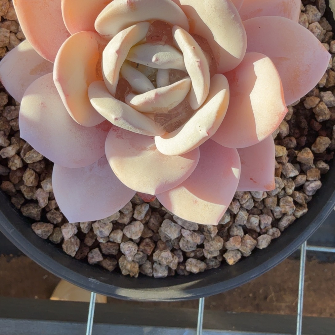 西****无花朵肉肉肉肉肉肉肉肉肉肉