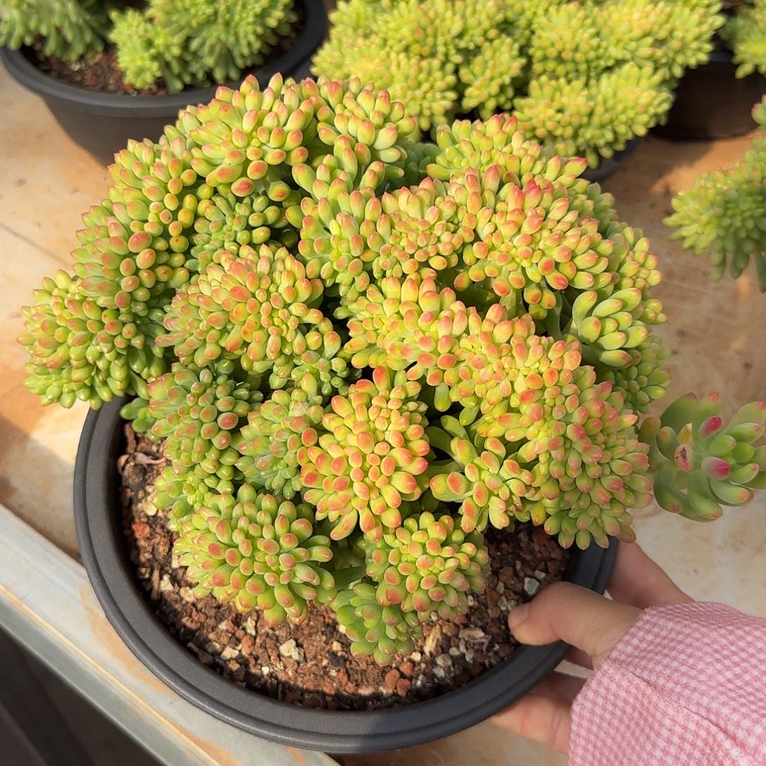 香格里拉缀化多肉