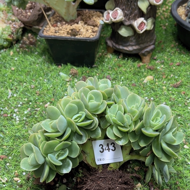 春****燃的多肉一位一物一拍343