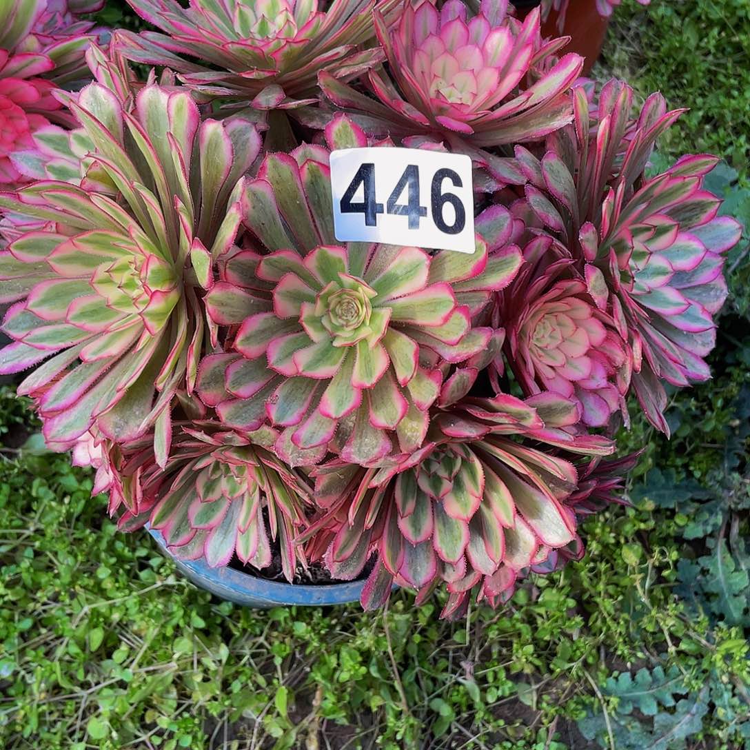 多肉法师446号白月光发货不包损