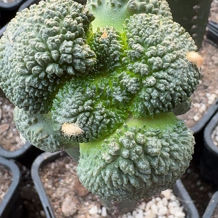 你***吃无花朵大尤哥斯拉040