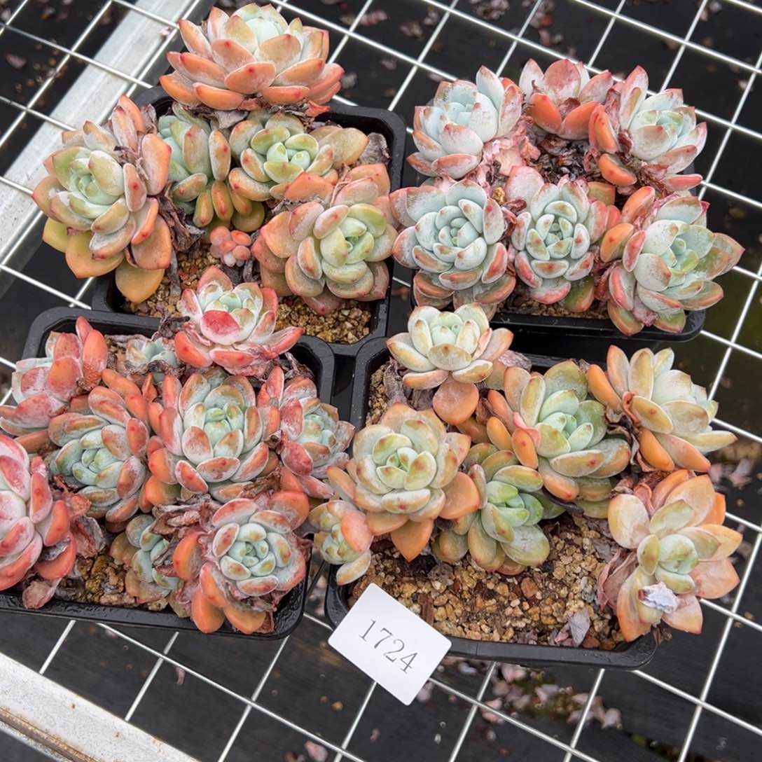 1724量肉肉肉肉肉肉肉肉