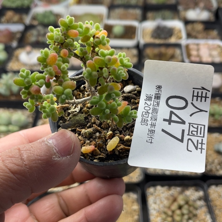 佳人园艺 老周多肉上福利啦蜜桔047