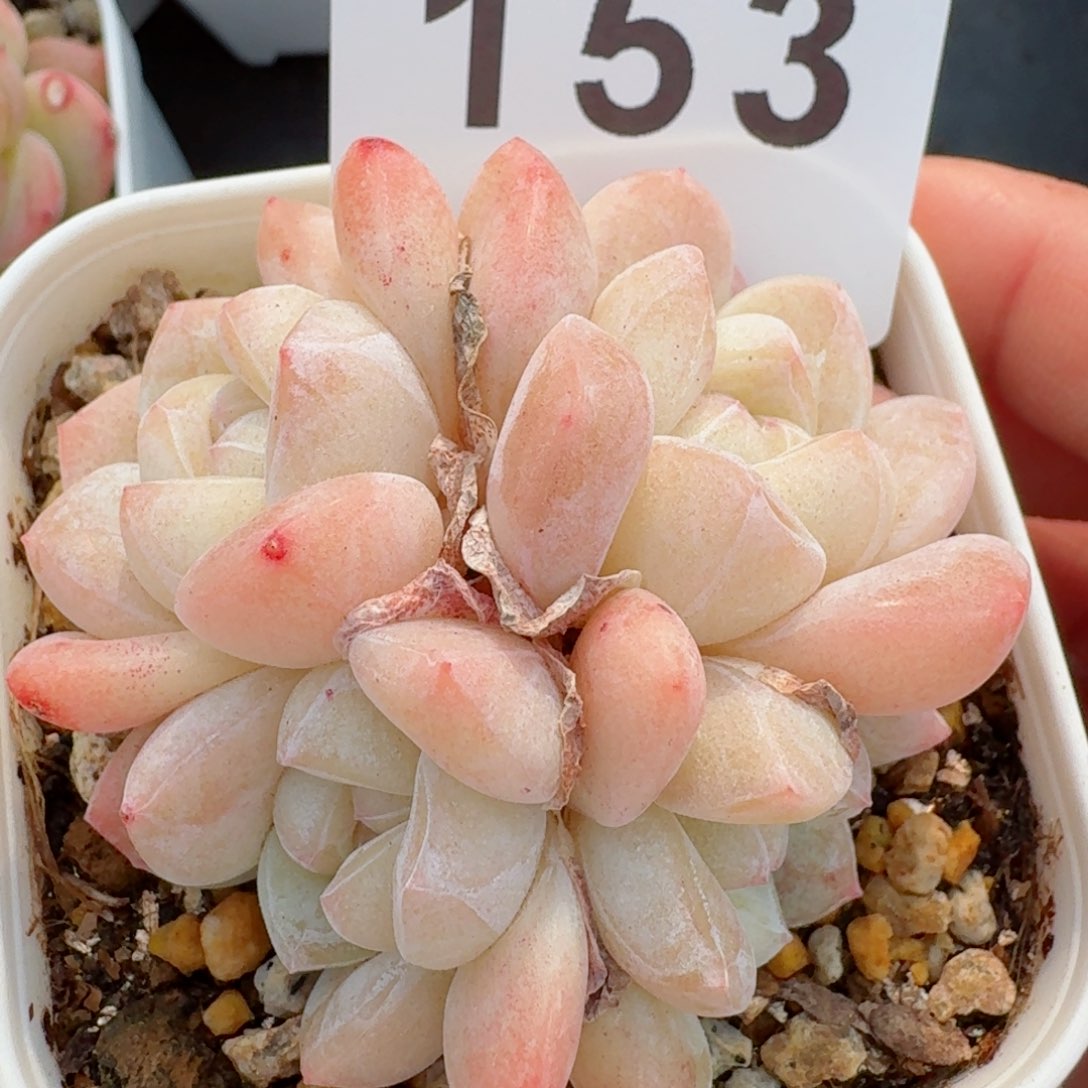 四头冰玉         精品多肉