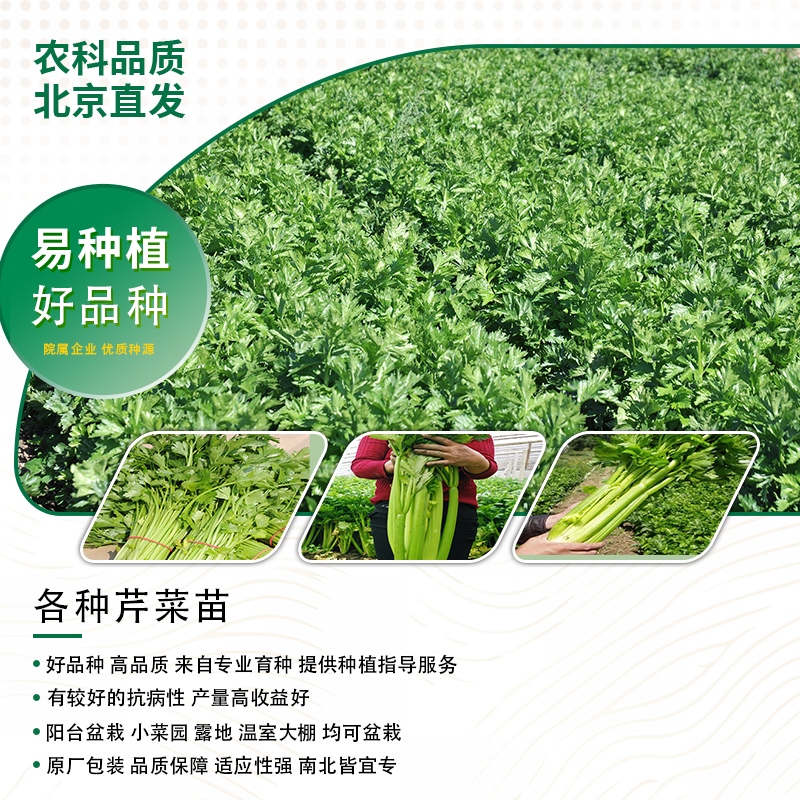 【农科院】芹菜苗菜秧苗蔬菜苗四季蔬菜种苗盆栽地栽简单易种好管理