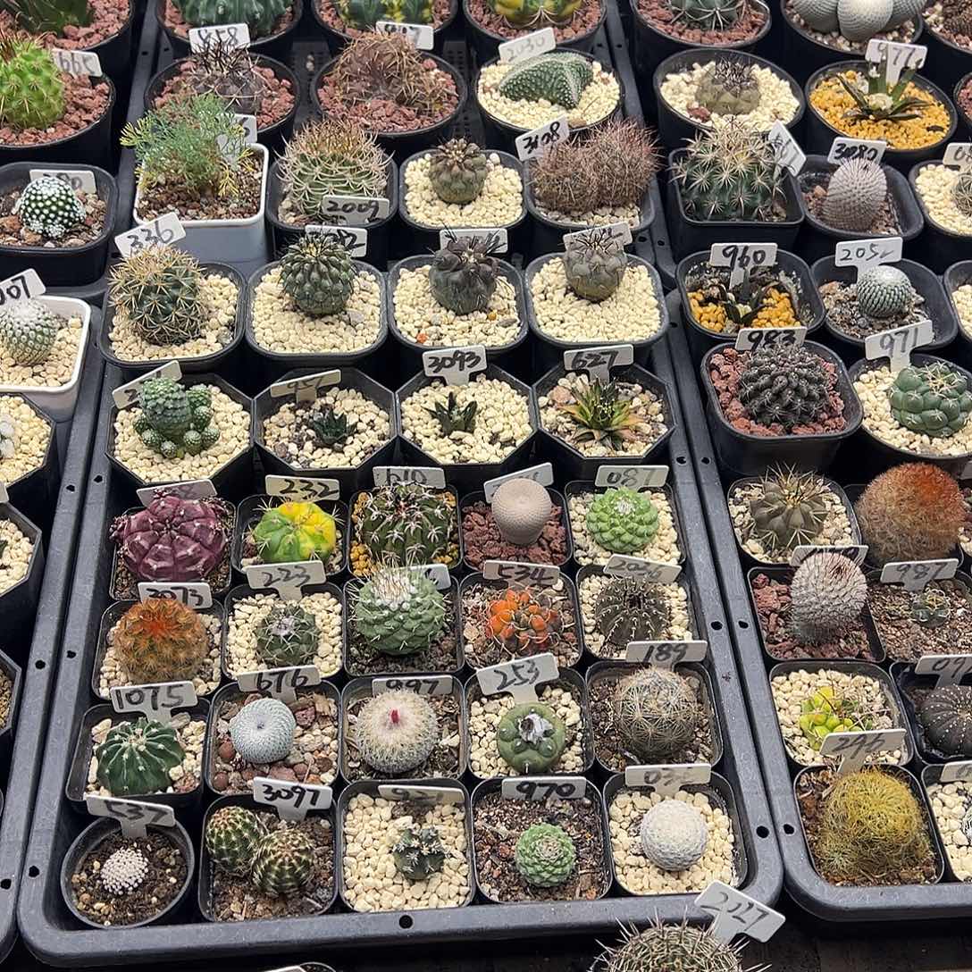 行***色3082孤龙丸实生仙人球