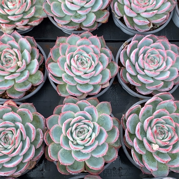 19法兰西玫瑰 福利多多