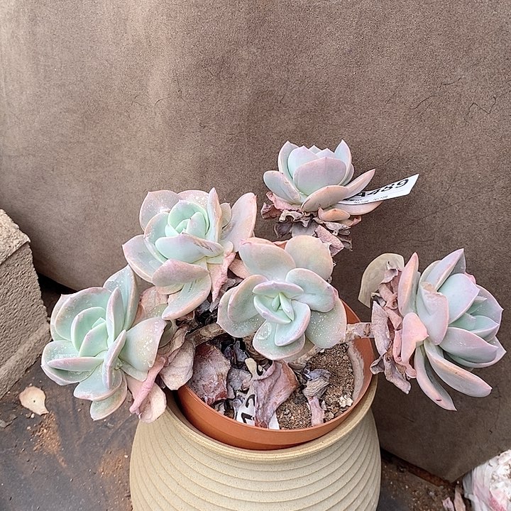 果冻凤 489。。。。。。。。。。。，，