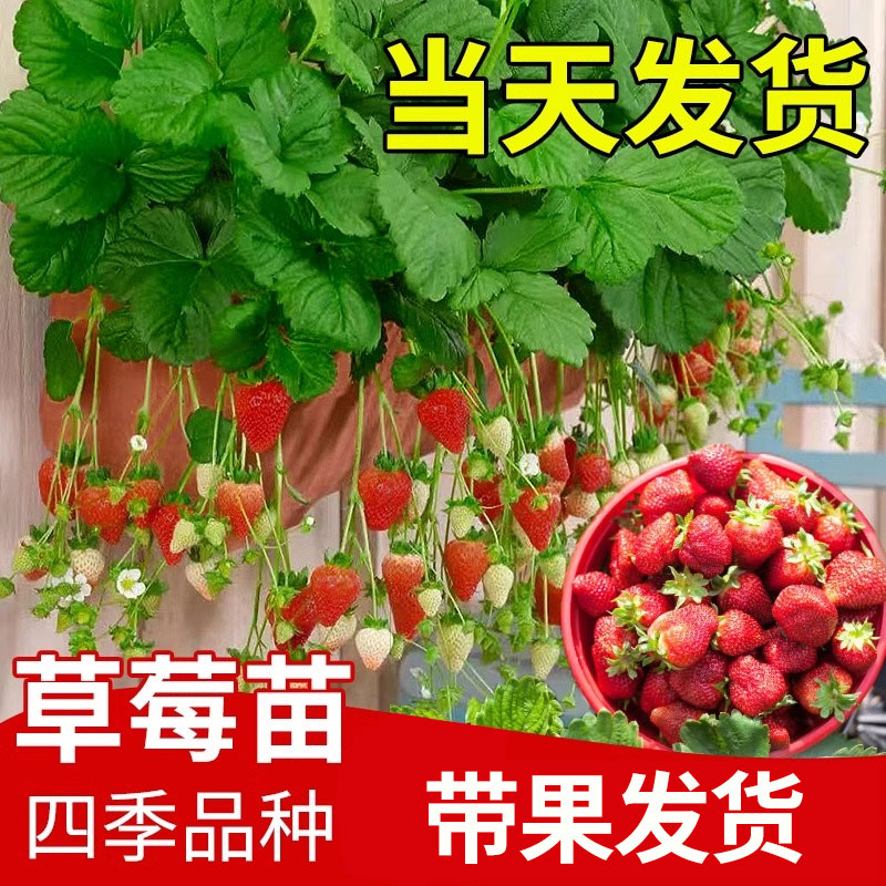 草莓苗盆栽带土带果精选黑珍珠梦之莹红颜阳台绿植