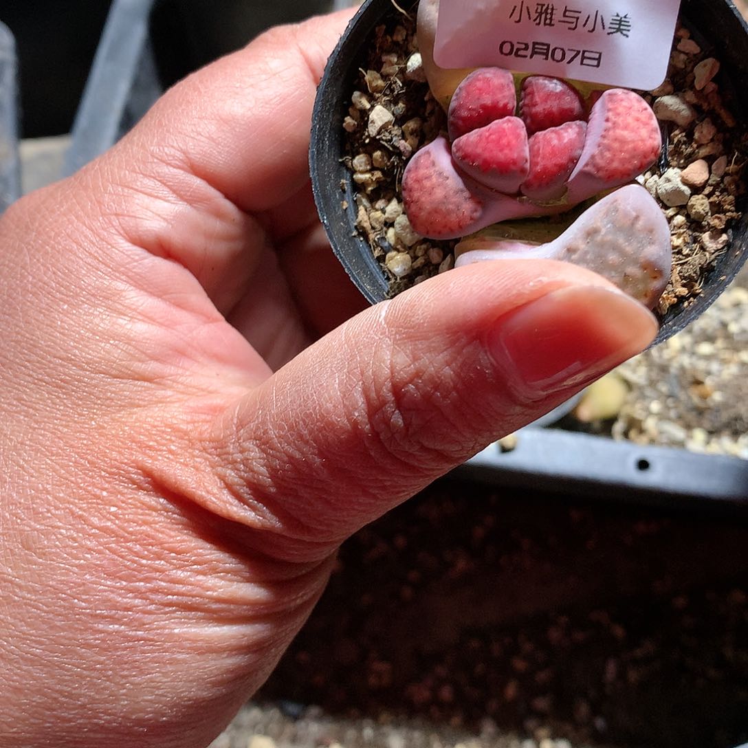 D99多肉植物保护研究所