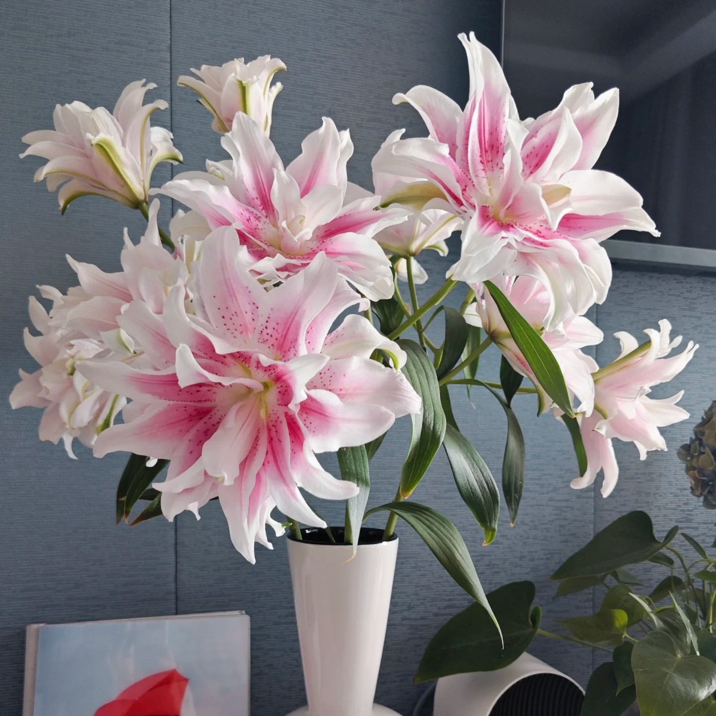 百合选色/包邮西藏新疆内蒙甘肃青海辽宁黑龙江吉林宁夏