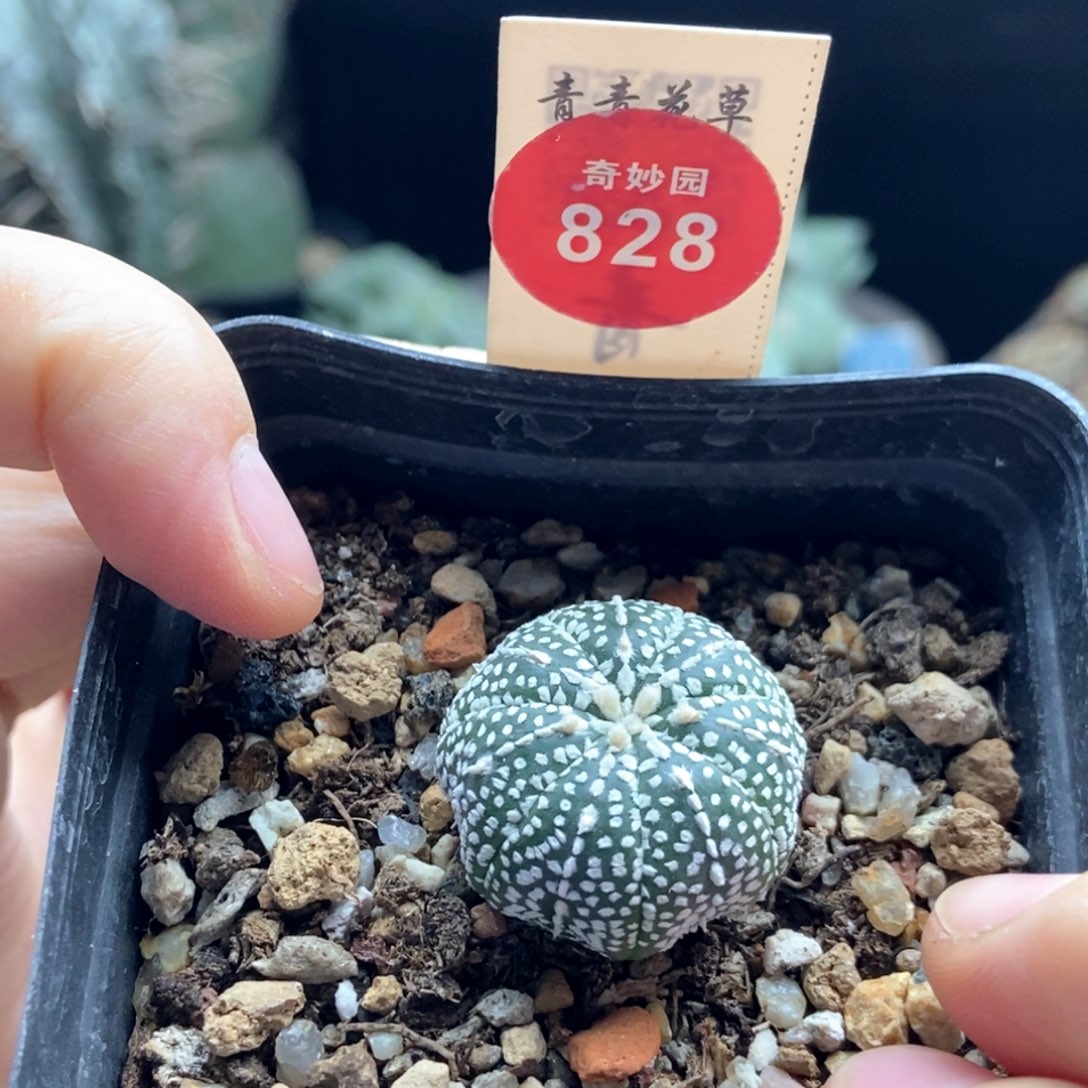 实生连线奇迹兜2.5cm