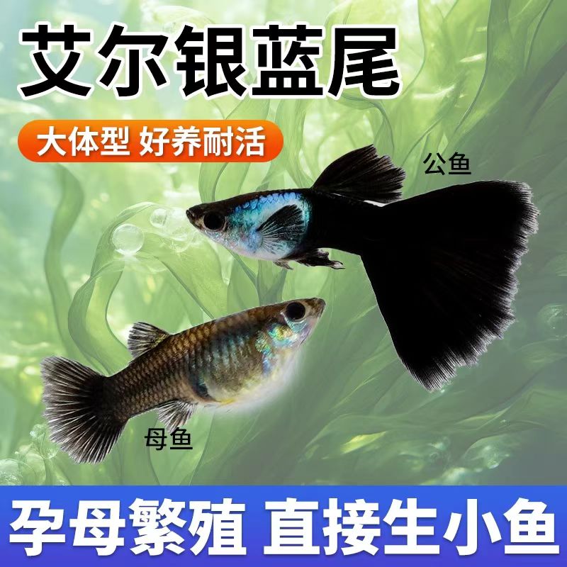 艾尔银蓝㞑孔雀鱼小型热带观赏鱼