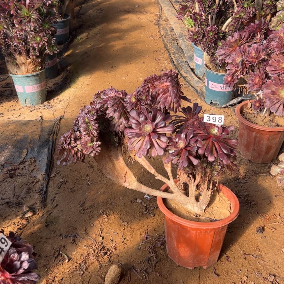 铜壶有伤398官府37