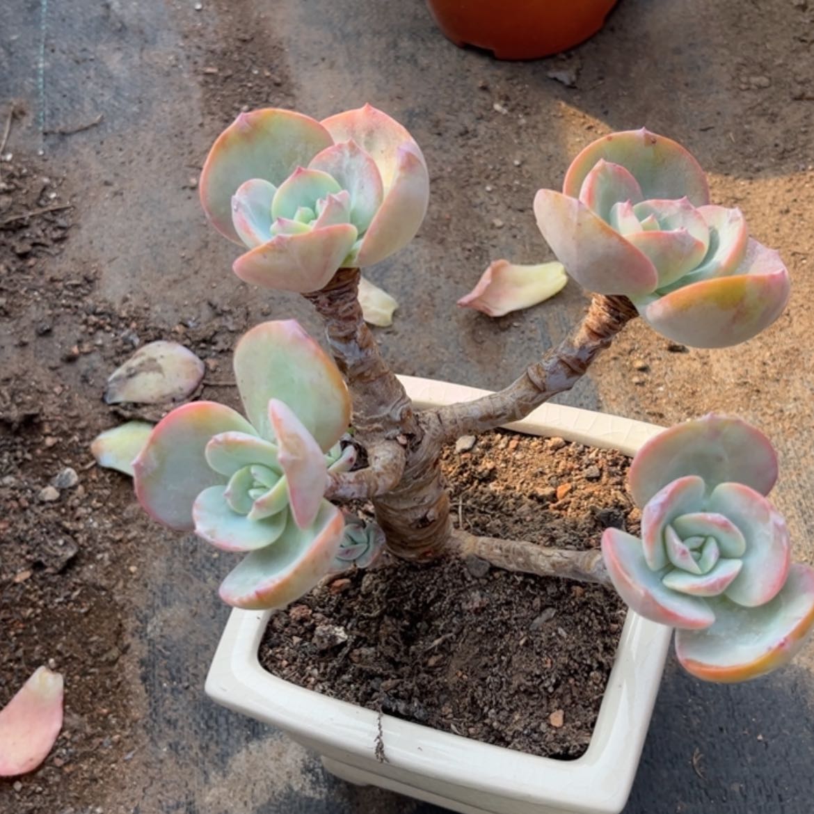 【闪购商品】无花朵G**✨