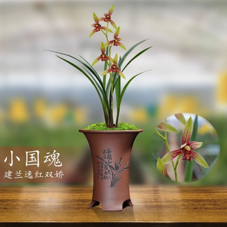 建兰逸红双娇浓香型兰花苗室内好养四季花卉家庭盆栽