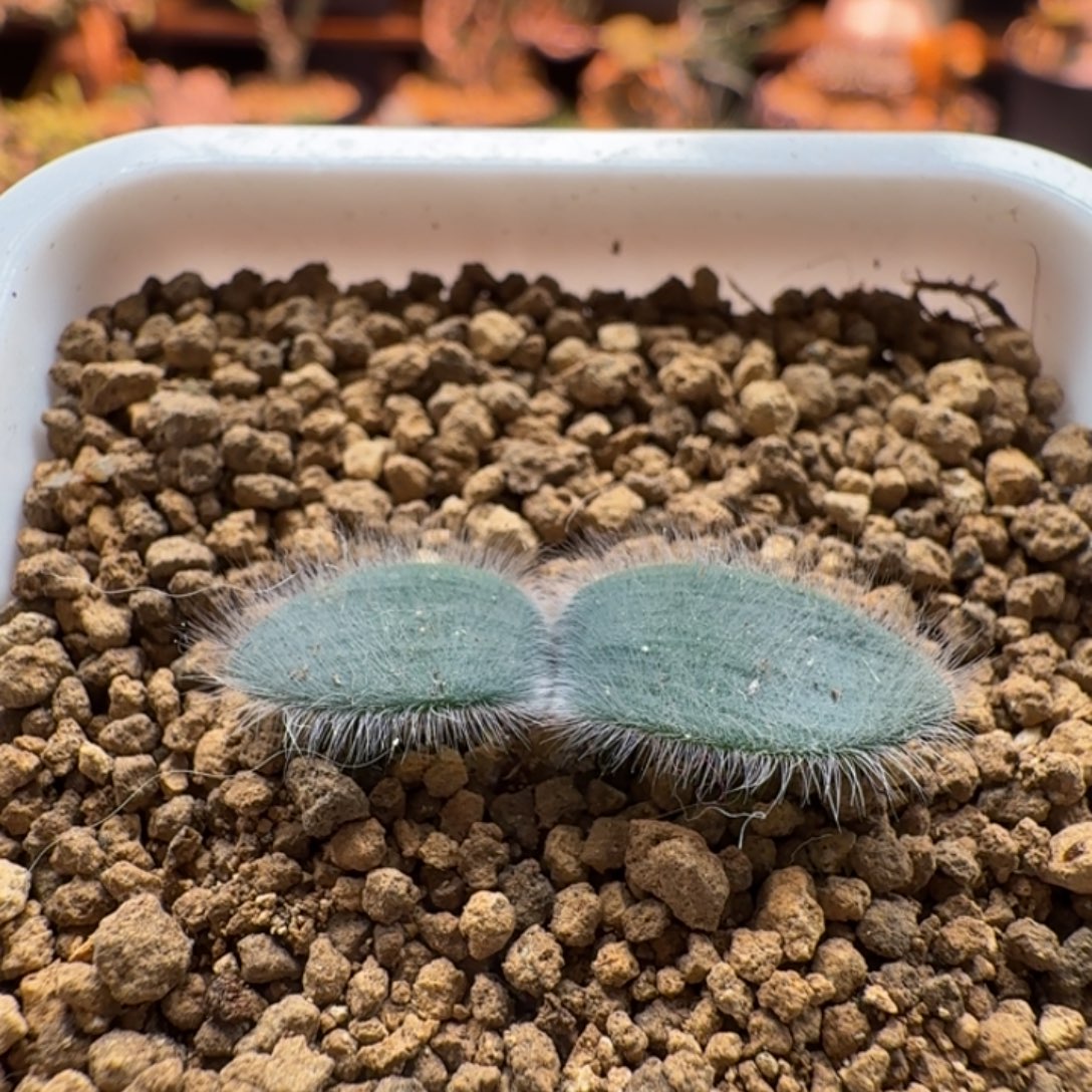 毛叶石蒜471 仙人掌