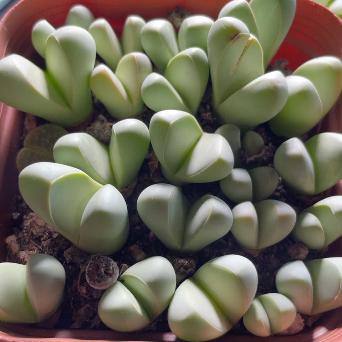 今晚大盆特价更新～7