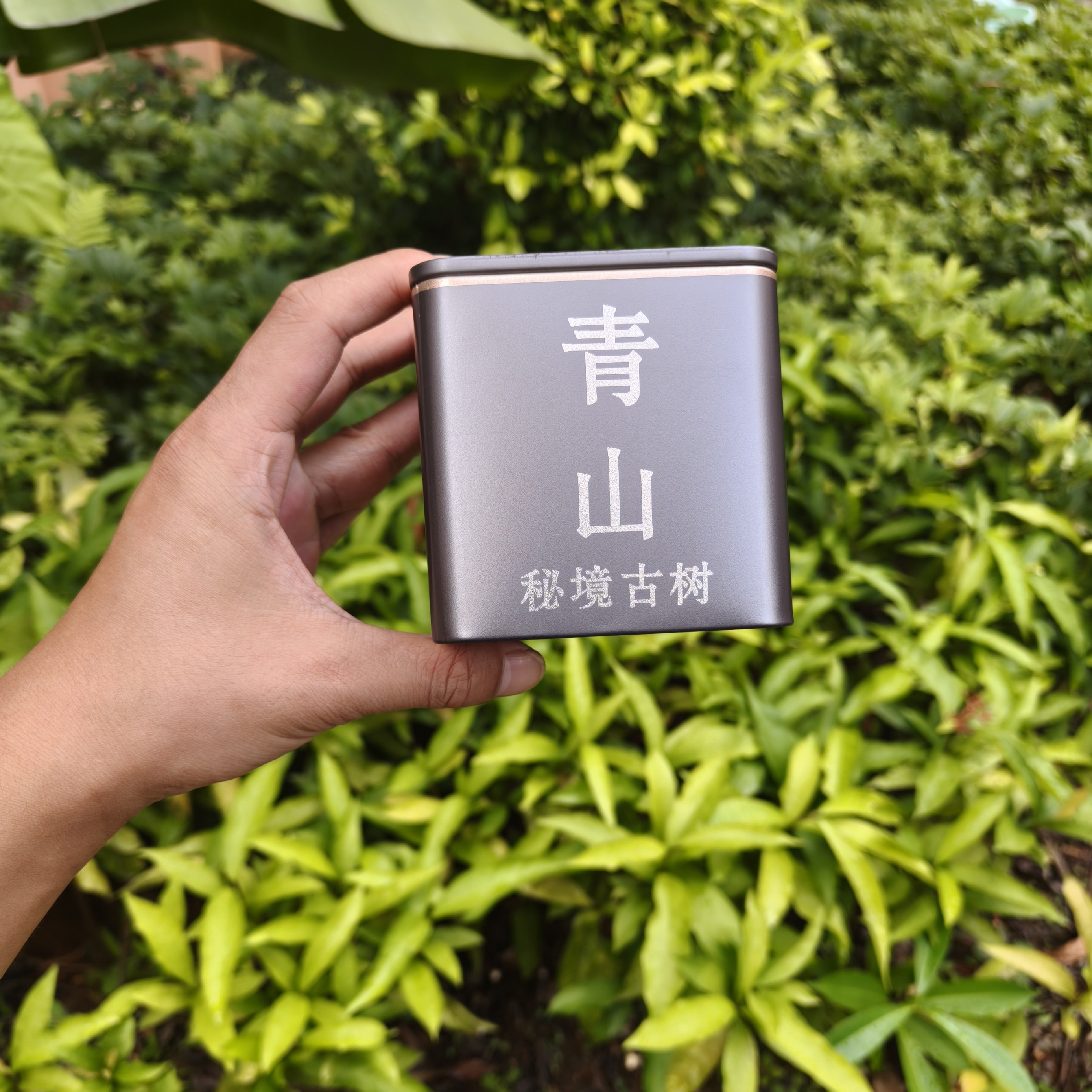 2025勐海秘境古树头春100克 龙珠  班章味