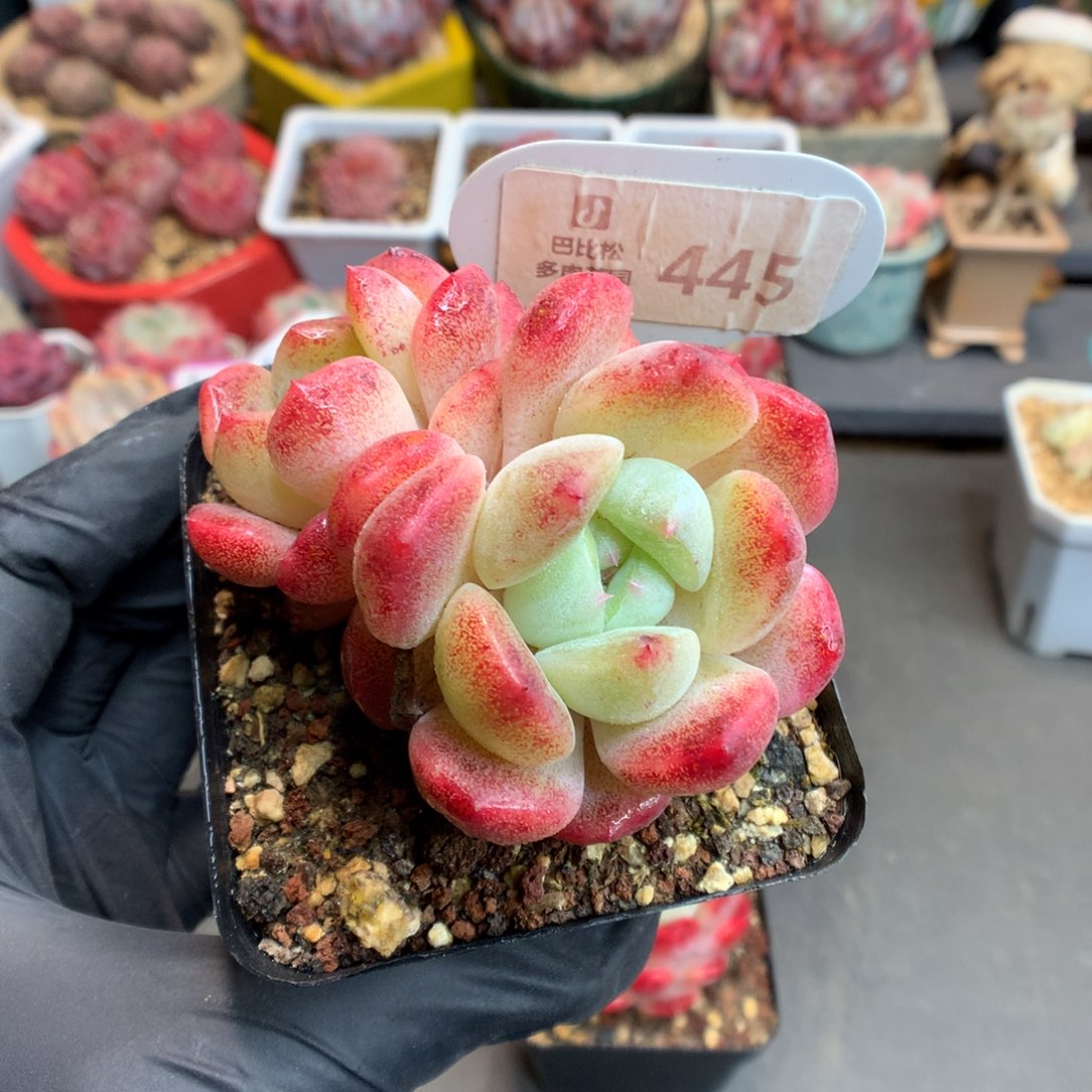 篮*445 双头刚毅多肉