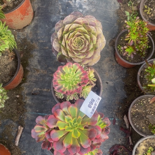 568，法师3颗不包邮