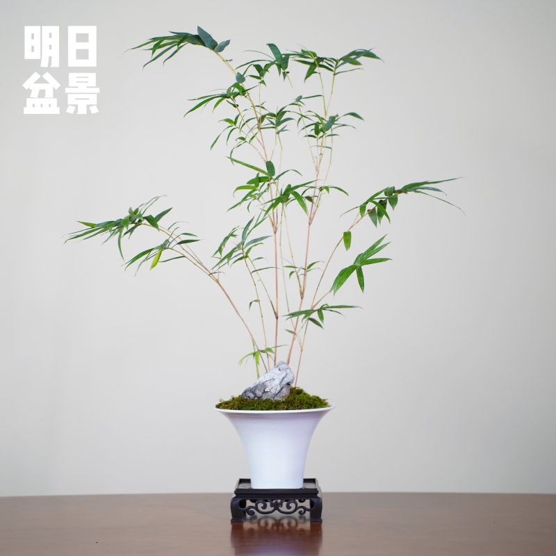 现代简约风格红竹观音竹百搭室内高级绿植摆件种好发货颜值高