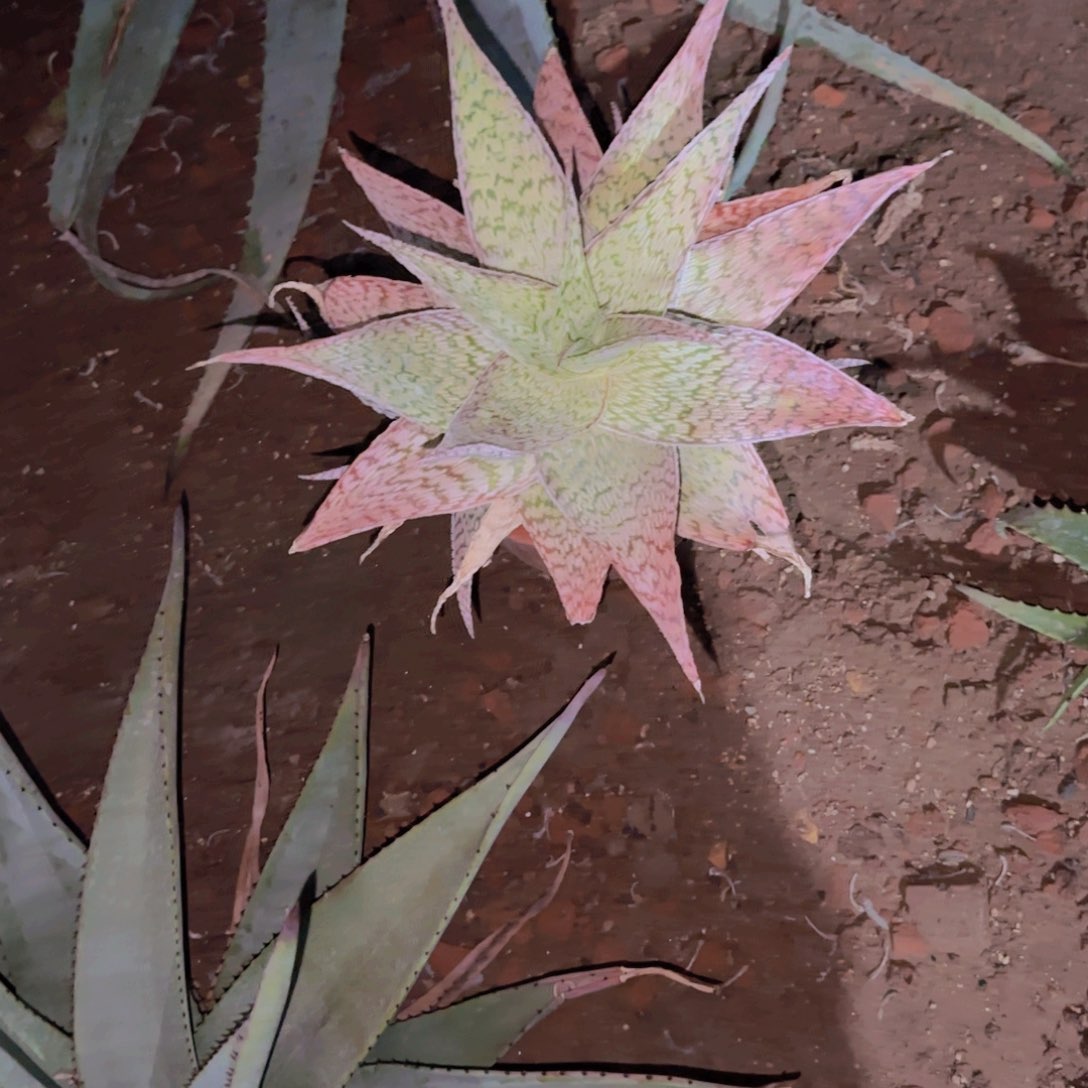 G块根植物块根植物块根