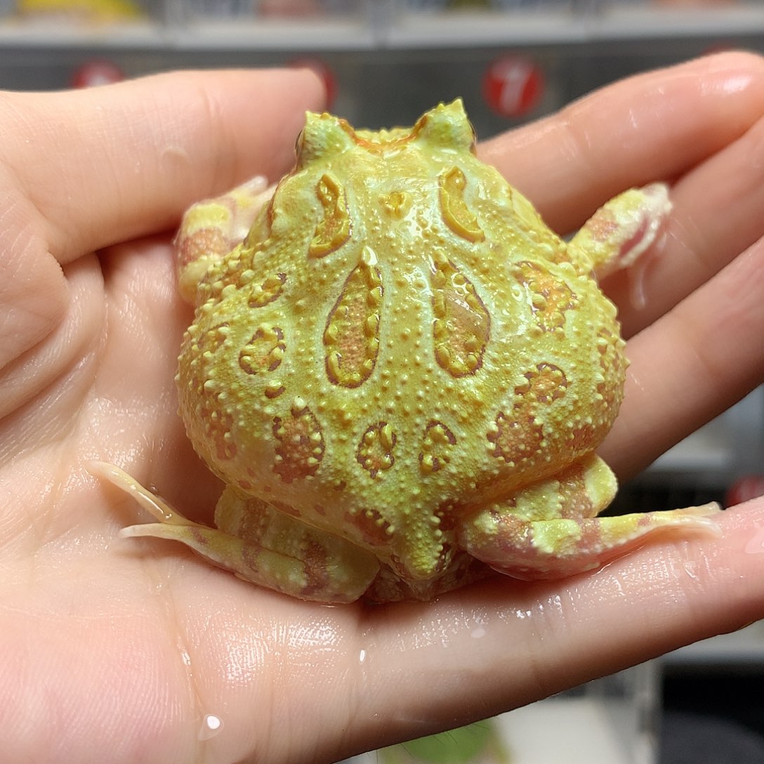 角蛙3804莱姆黄金