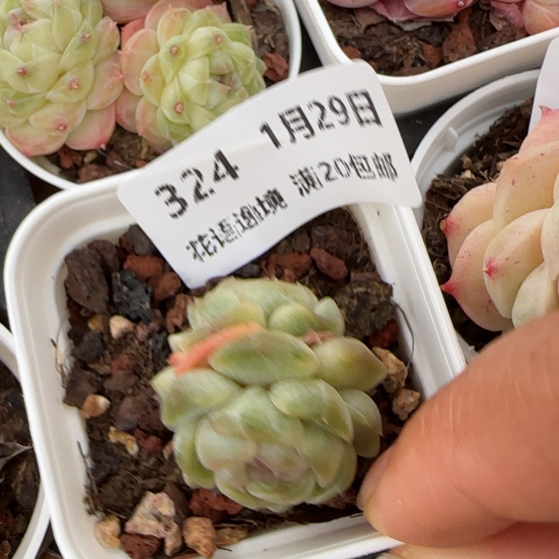 花语逸镜0129-324