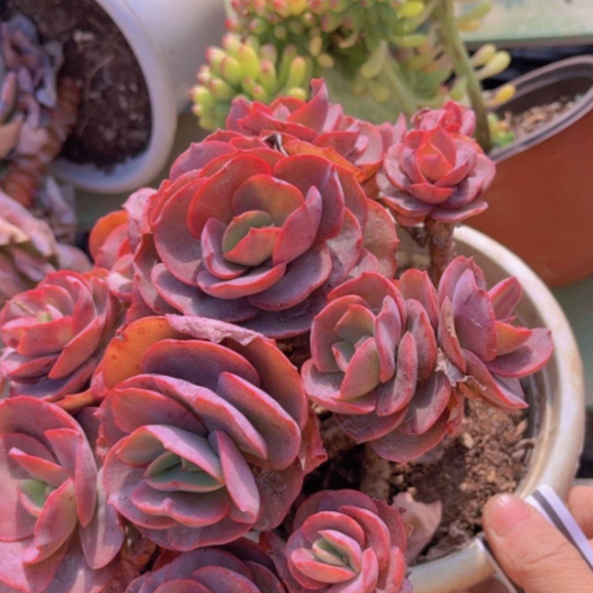 【闪购商品】秀妍多肉1354