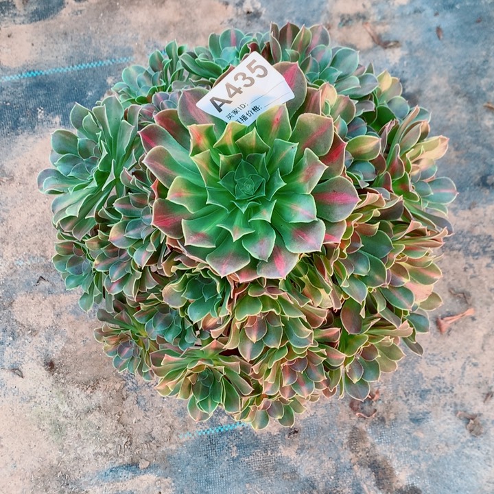 粉女巫中班锦周正435