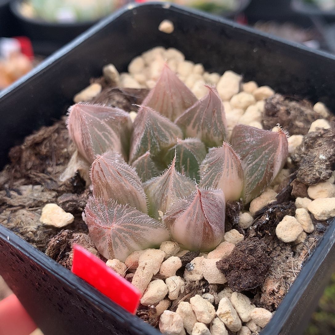 绘卷玉露锦糊斑一物一拍