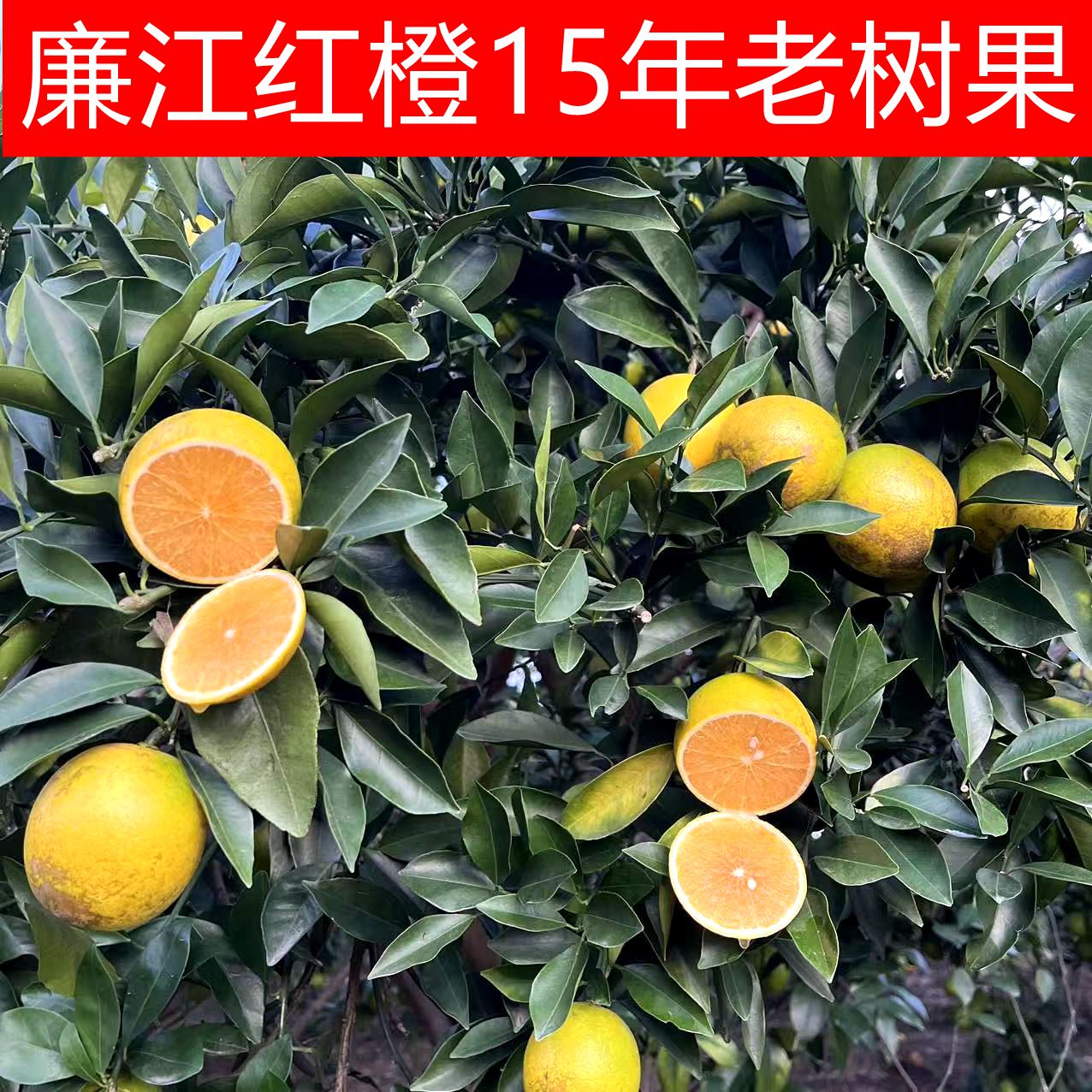 廉江特产红橙新鲜水果产地直发花皮果红心橙皮薄多汁5斤-10斤