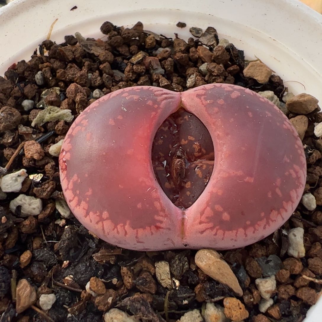 077多肉植物百科